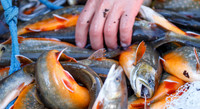 Grundlsee, Laichfischen, Lechfischen