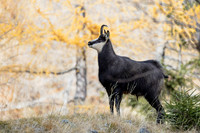 Gamswild, Rupicapra rupicapra, in den Schladminger Tauern
