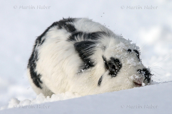 Hase Olly im ersten Schnee des Winters