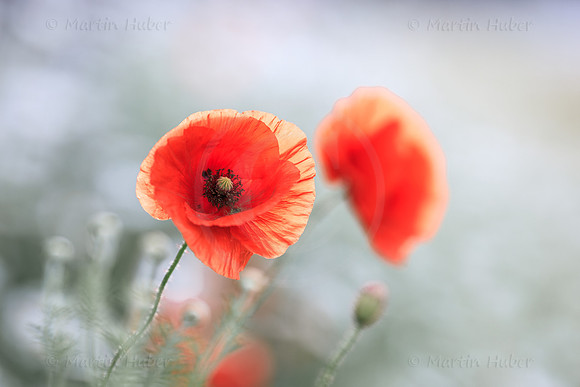 Klatschmohn