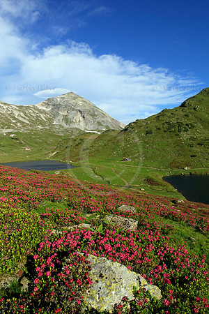 Almrausch-/Steinrosenblüte rund um die Giglachseen 2012