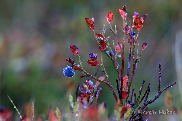 Herbst-Heidelbeere im Morgentau