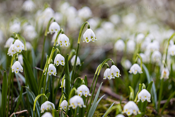 Frühlingsknotenblumen, Leucojum vernum