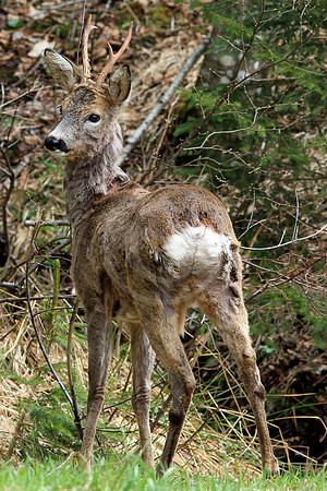 Rehbock im Fellwechsel