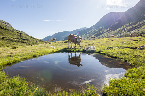 THEMENBILD, Kühe auf der Alm