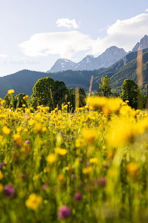 THEMENBILD, Frühling in den Bergen, Wiese und Dachstein