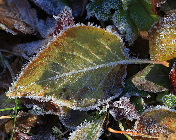 Herbstblatt mit Reif