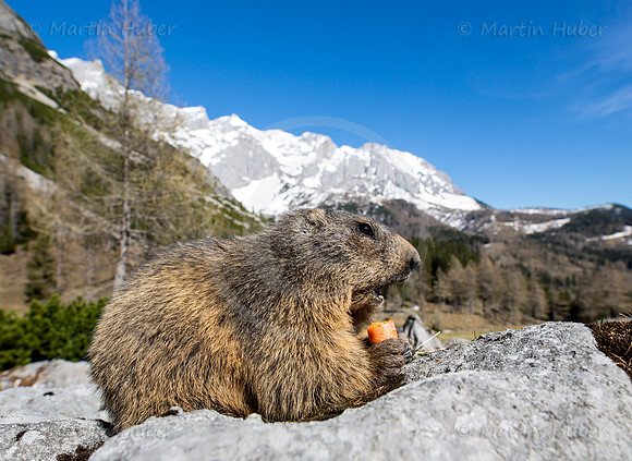 Murmeltier, Marmota