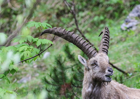 Steinbock im Dachstein-Gebirge