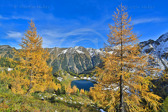 Laerchengold am Duisitzkarsee