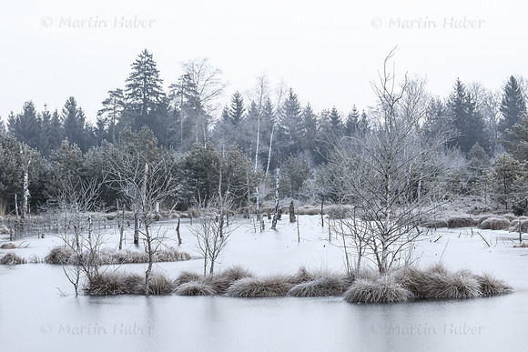 Wintermorgen im Wenger Moor
