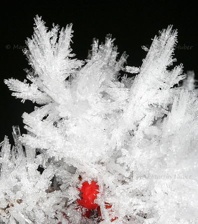Vogelbeeren und Eiskristalle