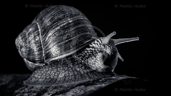 Weinbergschnecke
