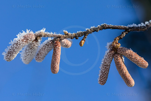THEMENBILD, Wetter, Frost auf Pflanzen