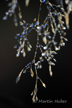 Edle Tropfen / Drops