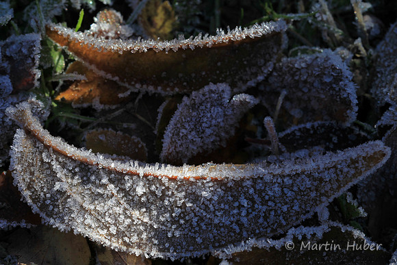 Herbstblatt mit Reif