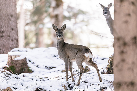Winter, Wild, Reh