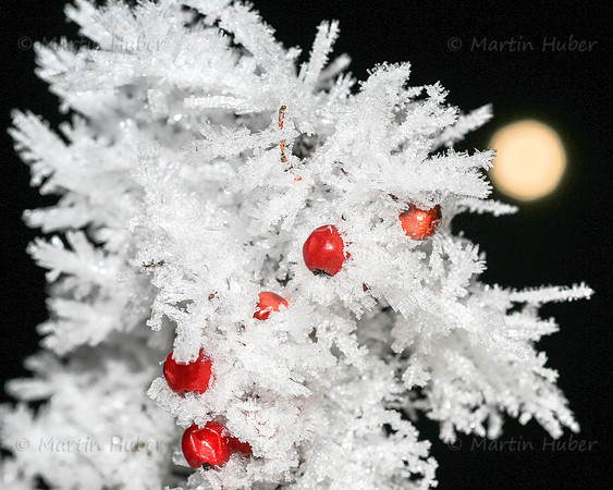 Vogelbeeren und Eiskristalle