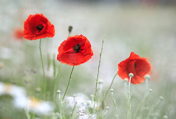 Klatschmohn