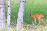 Sommer, Wild, Reh
