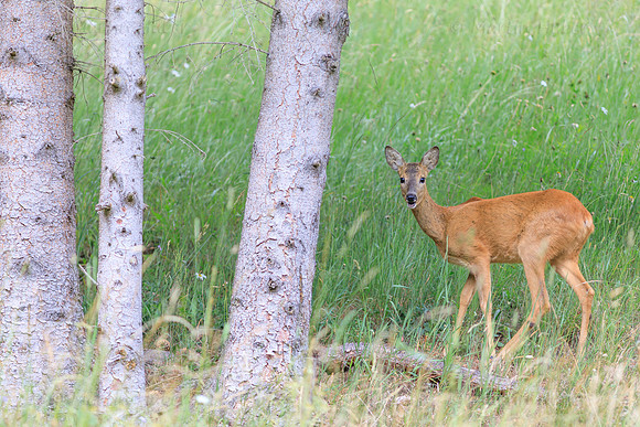 Sommer, Wild, Reh