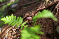 THEMENBILD, Schwammerlsuchen, Pilze sammeln, Steinpilz, Herrenpilz