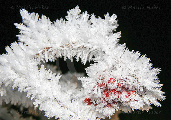 Vogelbeeren und Eiskristalle