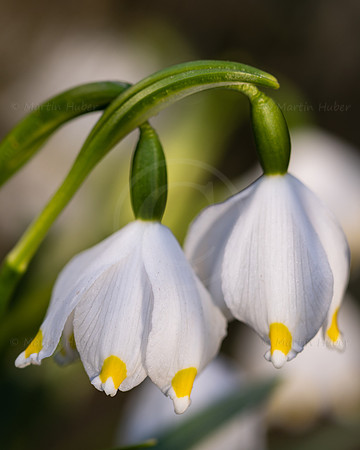 Frühlingsknotenblumen, Leucojum vernum
