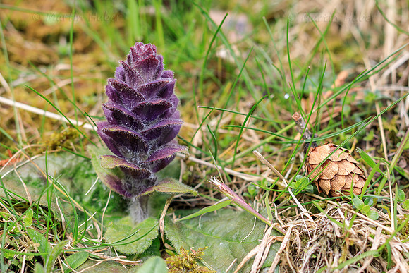 THEMENBILD, Bergfrühling in den Niederen Tauern