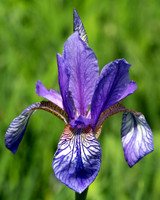 Sibirische Schwertlilie - Iris sibirica - blueht am Fusse des Grimmings