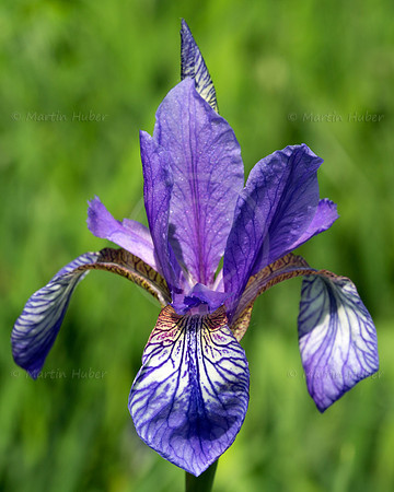 Sibirische Schwertlilie - Iris sibirica - blueht am Fusse des Grimmings