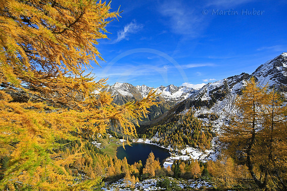 Laerchengold am Duisitzkarsee