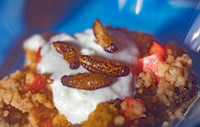 THEMENBILD, Essen, Insekten als Nahrungsmittel