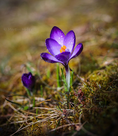Fruehlingserwachen - blauer Krokus mit Wassertropfen