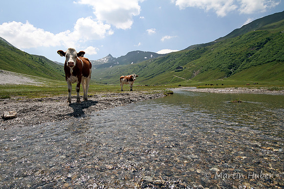 Almsommer am Tappenkarsee