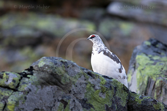 Alpenschneehuhn
