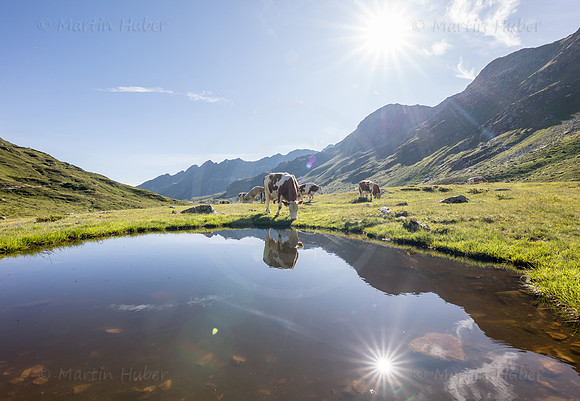 THEMENBILD, Kühe auf der Alm