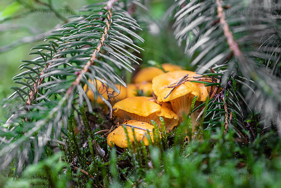 THEMENBILD, Schwammerlsuchen, Pilze sammeln