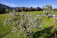 THEMENBILD, Frühling in den Bergen