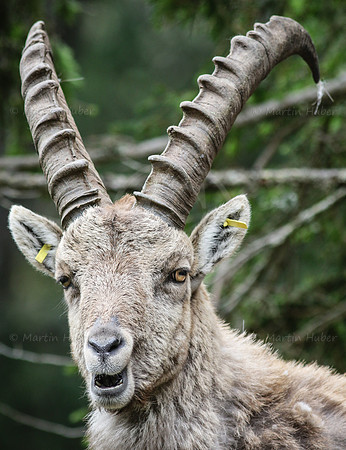 Steinbock im Dachstein-Gebirge