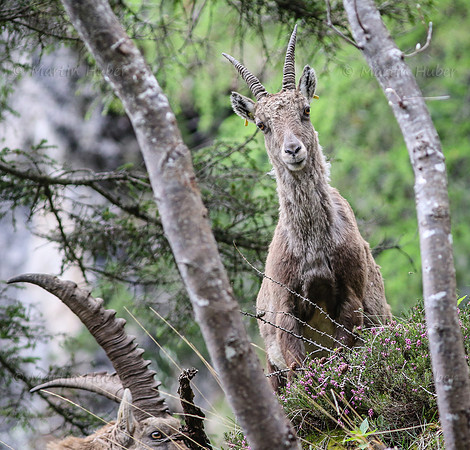 Steinbock im Dachstein-Gebirge