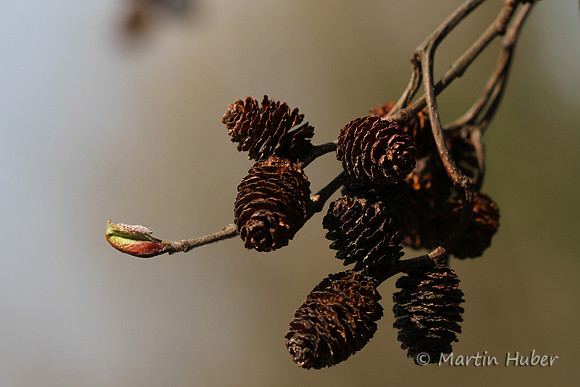 Neues Leben
