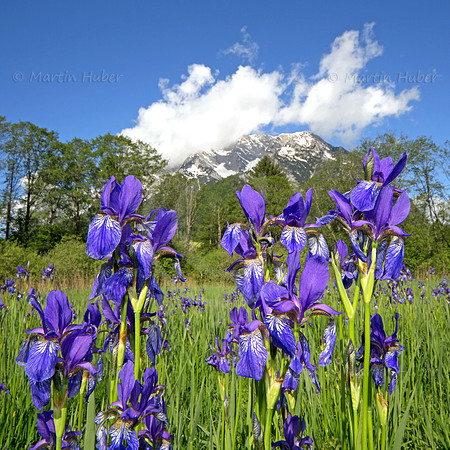 Sibirische Schwertlilie - Iris sibirica - blueht am Fusse des Grimmings