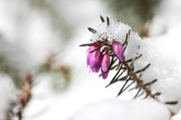 THEMENBILD, Wintereinbruch im Frühling in Österreich