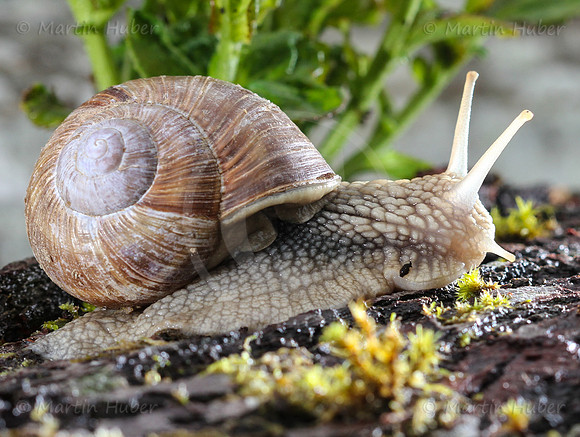 Weinbergschnecke