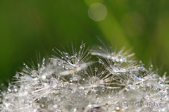 Drops