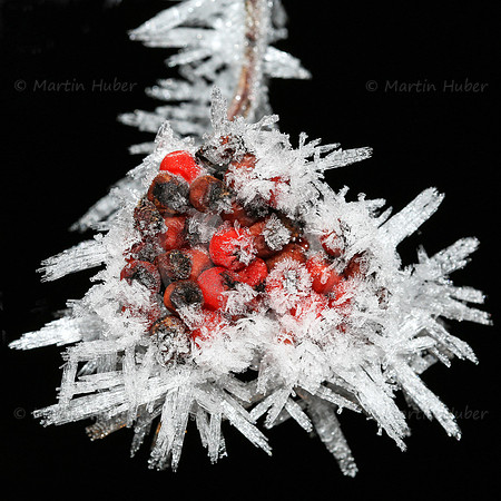 Vogelbeeren und Eiskristalle