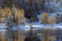 Lärchengold & Silbersterne