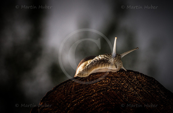 Weinbergschnecke