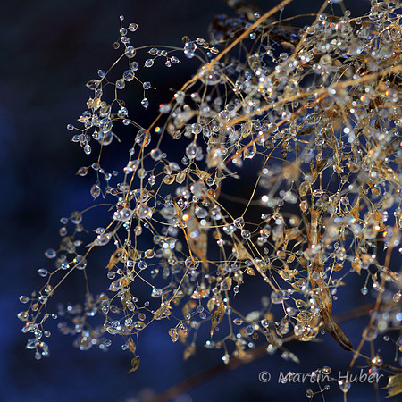 Edle Tropfen / Drops